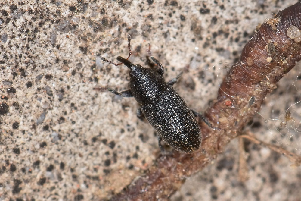 Curculionidae:  Mecinus pyraster?  S  !